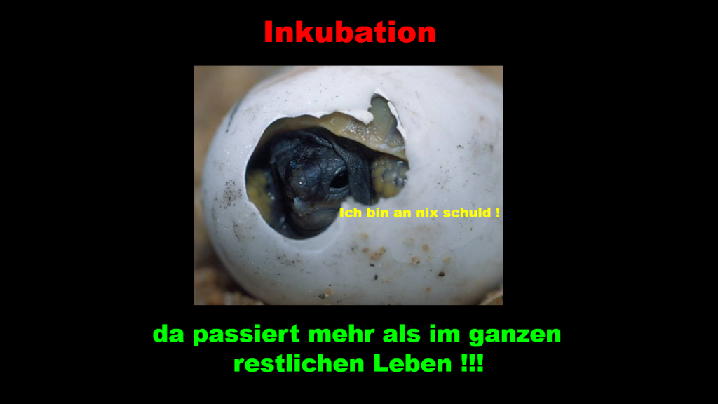 inkubation